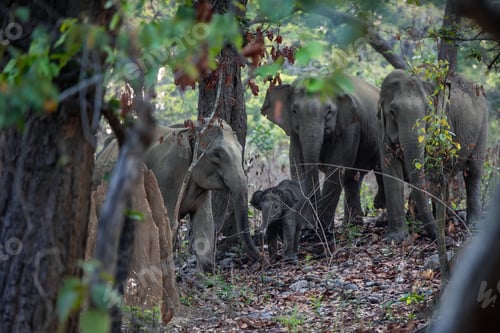 Preview: Indian Elephants Protecting their Young in the Forest