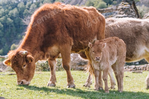 Preview: Asturian breed cow grazing with her calf in the bush.