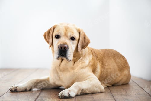 Preview: Cute purebred white Labrador retriever dog is lying on the floor