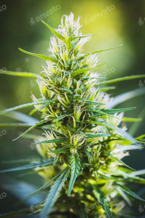 Preview: Marijuana bud flowers of cannabis