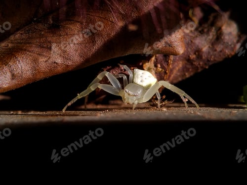 Preview: Crab Spider Hiding Underneath a Leaf