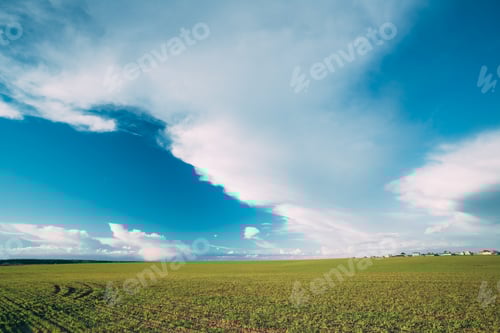 Preview: Green Barley Field, Early Spring. Agricultural Background.