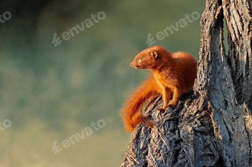 Preview: A slender mongoose (Galerella sanguinea) sitting in a tree, South Africa