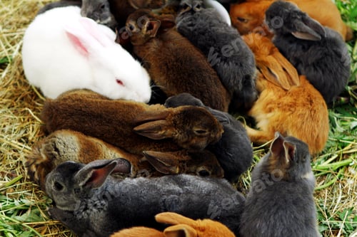 Preview: Many different and cute rabbits