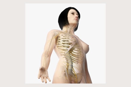 Preview: Asian Female Anatomy: Skin, Skeleton, and Nerves