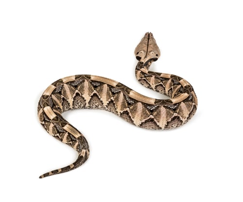 Preview: Bitis gabonica, Gaboon viper , Bitis gabonica, is a viper species, venomous against white background