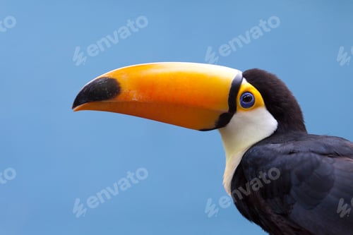 Preview: Toucan bird