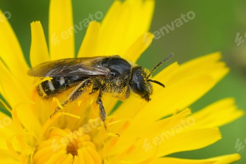 Preview: Close-up of a solitary furrow bee, Lasioglossum, covered in pollen on a bright yellow flower