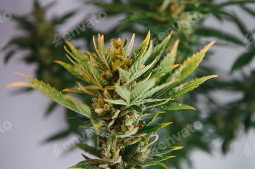 Preview: Flower bud of cannabis Satival in the greenhouse, marijuana flower bud background, herbal medicine