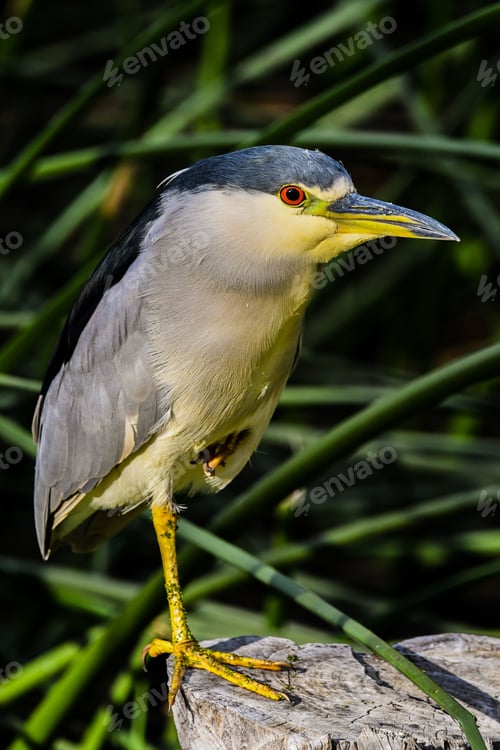 Preview: Black-crowned night heron perched atop a rocky outcropping in a sunny outdoor environment