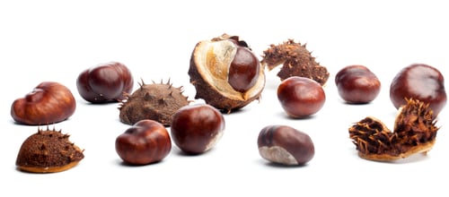Preview: Conkers or horse chestnuts in capsule