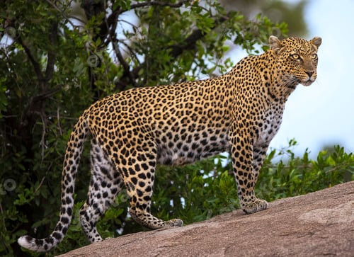 Preview: A Best wildlife sanctuary in the world