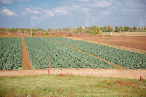 Preview: Fresh broccoli growing in the organic garden