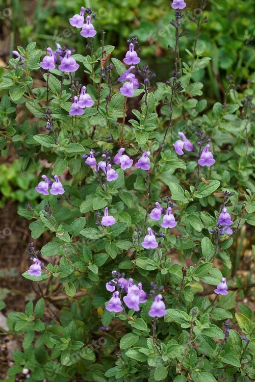 Preview: Baby Sage (Salvia Microphylla). Called Graham'S Sage And Blackcurrant Sage Also.