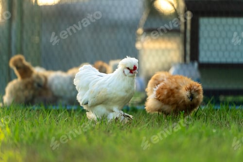Preview: Silkie chicks in free range conditions on green grass in backyard garden