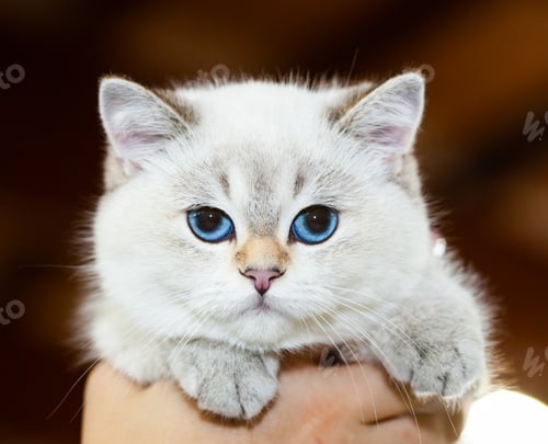 Preview: British Cat white color with blue eyes