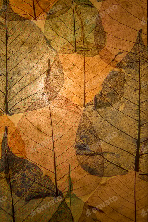 Preview: Autumn leaves