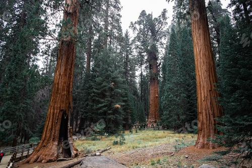 Preview: Top crowns of giant Sequoia trees taken from below in Sequoia National Park, California