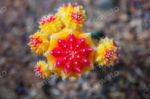 Preview: Close up beautiful flower of Moon Cactus