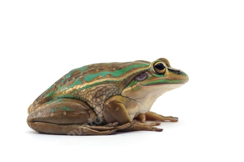 Preview: Giant flying frog isolated on white background