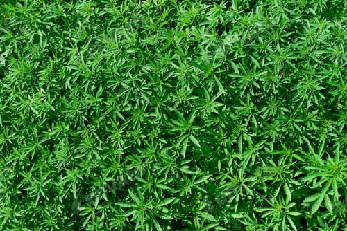 Preview: Young cannabis