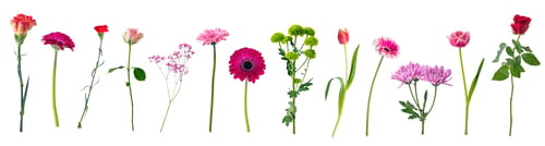 Preview: Single flowers collection, set isolated on transparent white background
