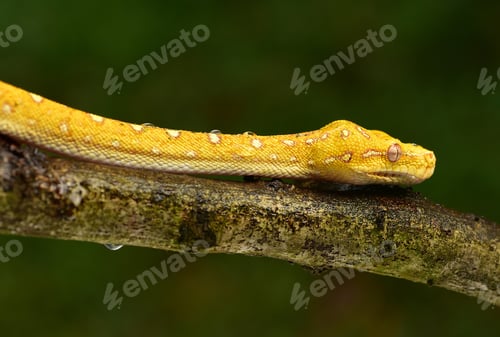 Preview: Python snake, The green tree python, Morelia viridis