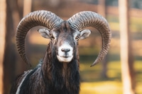 Preview: Closeup shot of a mouflon with curved horns in a forest