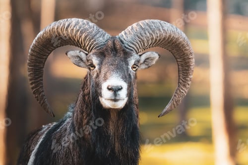 Preview: Closeup shot of a mouflon with curved horns in a forest
