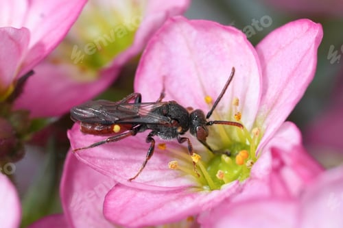 Preview: Closeup on a female yellow-shouldered Nomad bee, Nomada ferruginata on a pink Saxifraga flower