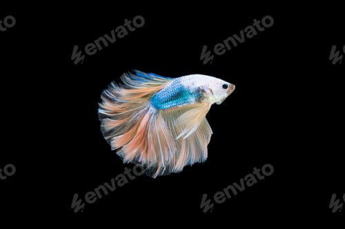 Preview: Beautiful colorful of siamese betta fish