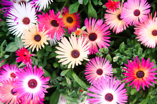 Preview: Bright chrysanthemums texture background