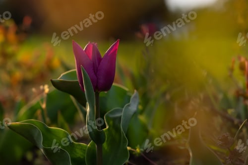 Preview: Purple tulip bright sunlight. Beautiful spring flower background.