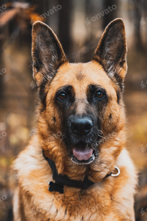 Preview: German Shepherd Dog Portrait in Autumnal Park. Bokeh Blurred Background