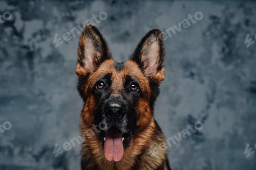 Preview: Headshot of purebred german shepherd against dark background