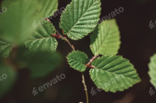 Preview: Close up photo of leaves on a branch of a tree in the forest or woods