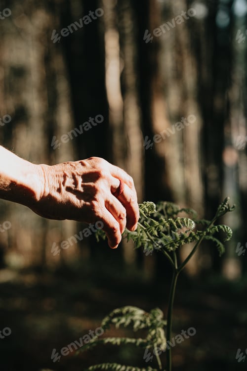 Preview: One old hand using a rubber ring reaching a plant in the middle of the forest during a sunny day