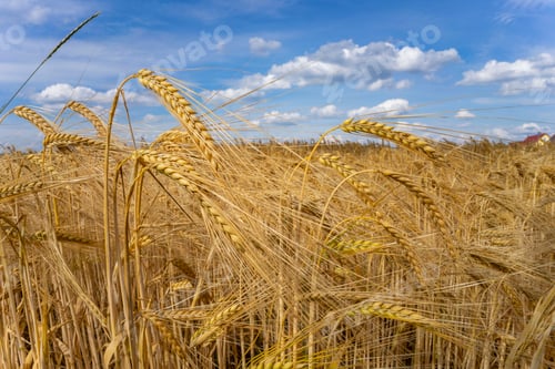 Preview: Field of wheat under a beautiful cloudy sky