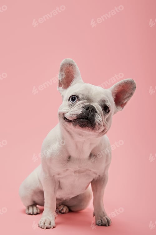 Preview: french bulldog with cute muzzle on pink background
