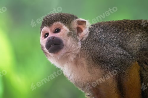 Preview: Common Squirrel Monkey (Saimiri sciureus)