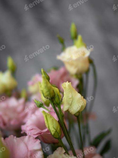 Preview: Delicate pink eustoma on a gray background