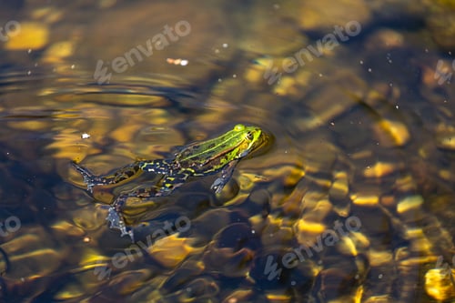 Preview: A closeup shot of a green frog swimming in a rocky lake