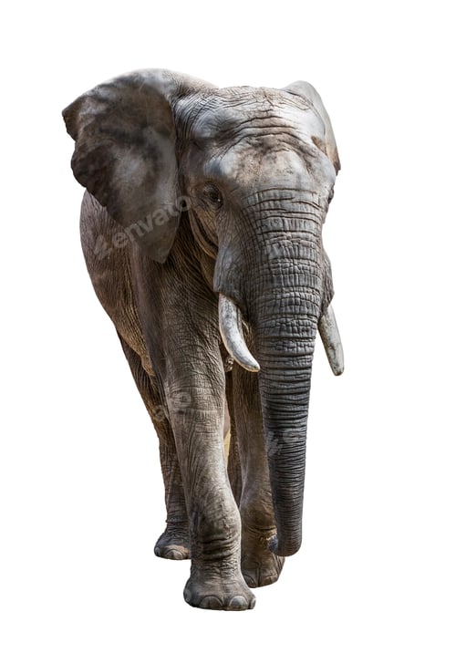 Preview: Elephant Isolated on White