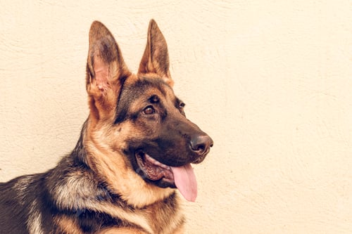 Preview: German shepherd looking away
