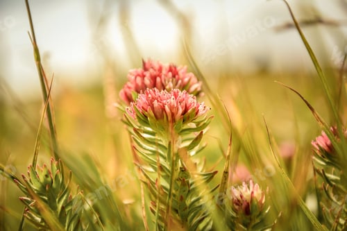Preview: Flower shots in western Mongolia July 2020