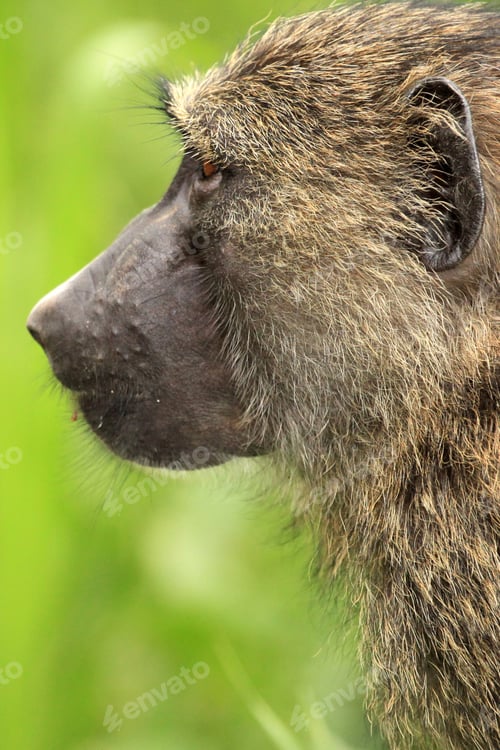 Preview: Olive Baboon - Bigodi Wetlands - Uganda, Africa