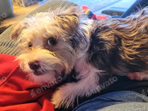 Preview: Cute puppy on a couch watching her owner with anticipation.