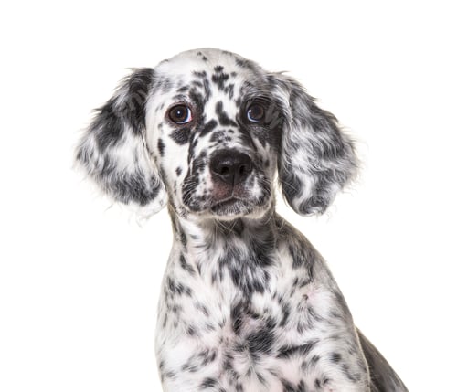 Preview: head shot portrait puppy english setter dog spotted black and white, two months old