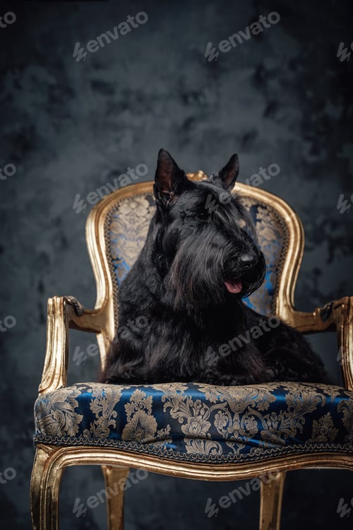 Preview: Cheerful scotch terrier dog sitting on luxurious armchair