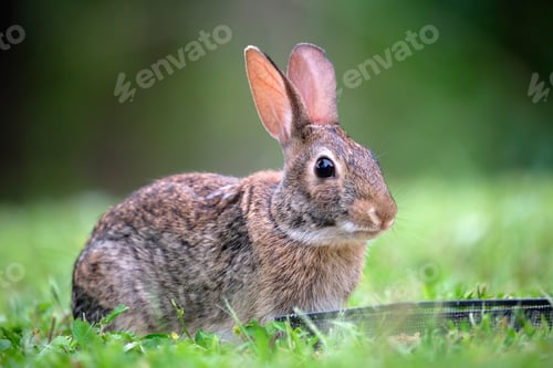 Preview: Grey small hare eating grass on summer field. Wild rabbit in nature